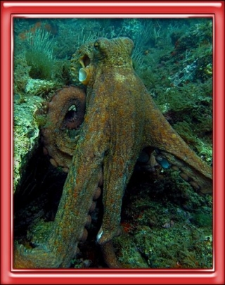 Descubrimientos únicos en 20.000 lugares submarinos 